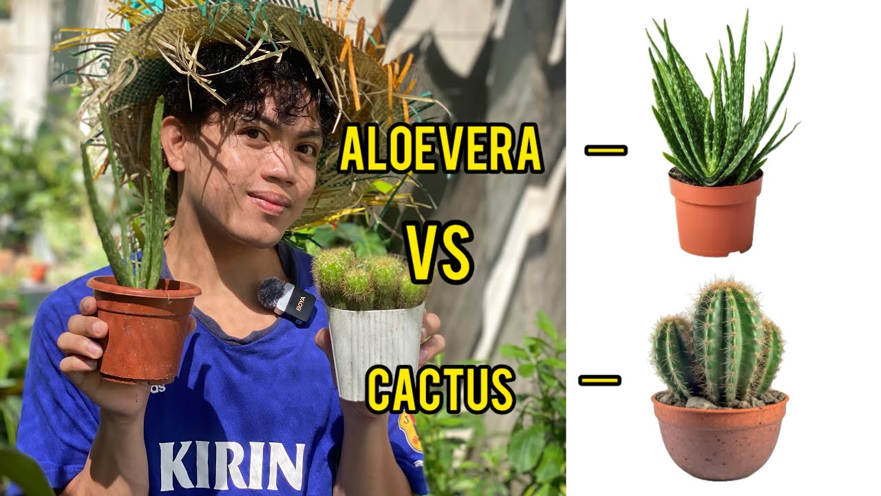 ALOEVERA VS CACTUS WHOS GONNA WIN?