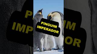 PINGUIM IMPERADOR Curiosidade #shorts#Pinguim Imperador
