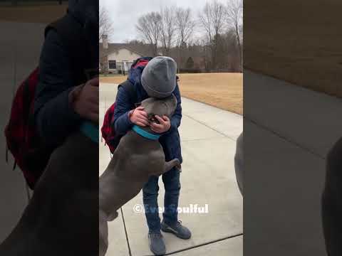 He Never Expected to Meet His Lost Dog Again 💝