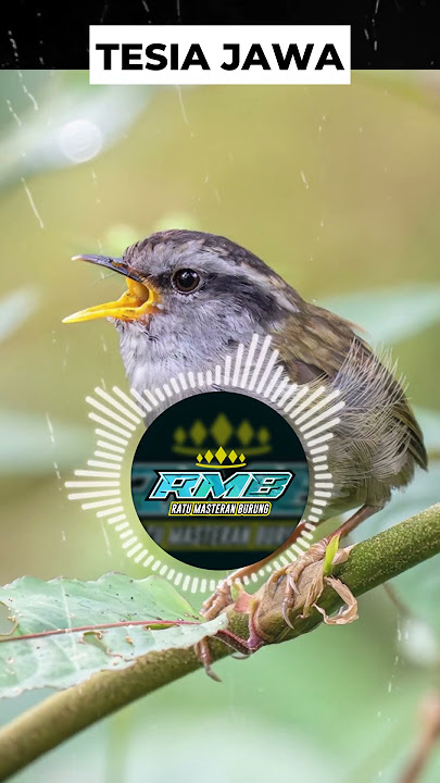 Suara Unik Burung Tesia Jawa Buat Masteran #masteranburung #tesiajawa