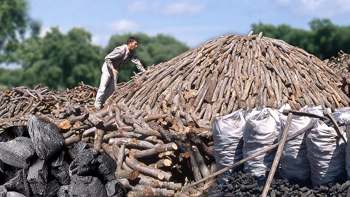 Leña para chimeneas de olivo paletizada