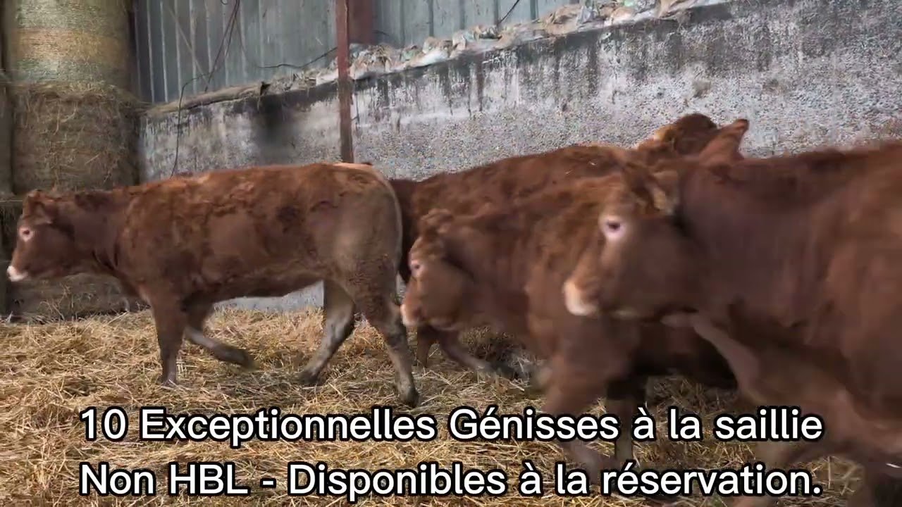 Lot genisses non HBL Limousines