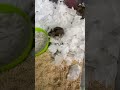 #hamster #aquaticpets #hamsterkombat #cute #pets #animals