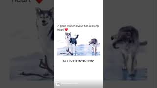 Unstoppable . A True Leader Always Has A Loving Heart.