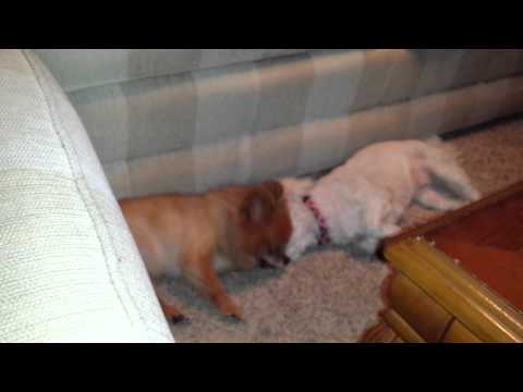 Jasmine & Molly