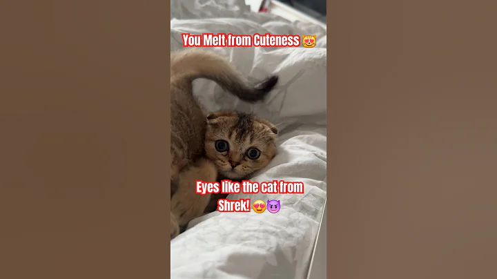 Video 8810521: british shorthair chinchilla kittens, british golden chinchilla shorthair, britishshorthair funny pets catlover, britishshorthair catlover cute funny, kitten fails