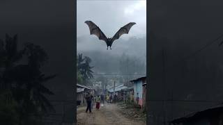 Gigantic Bat Filmed Flying Over Village In Papua New Guinea