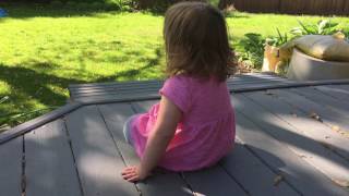 Josie Birdwatching on the Deck