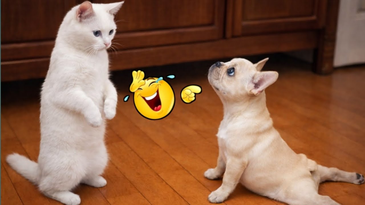 Cat’s Plan Was Perfect Until the Dog Turned Around