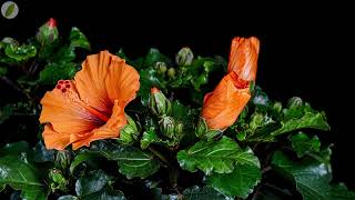 Time lapse - Orange Hibiscus flowers opening
