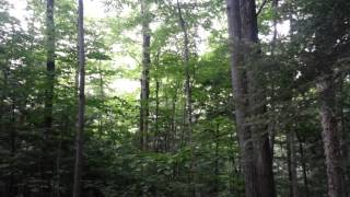 oiseau - chant magique screenshot 5