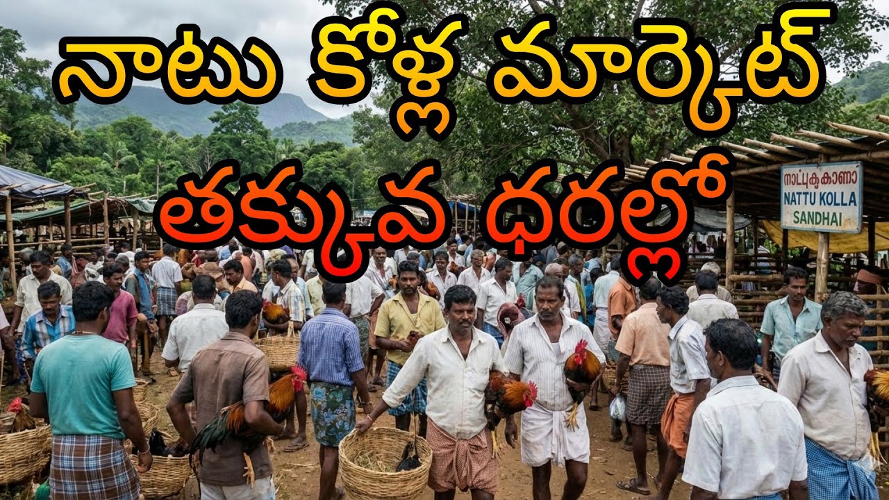 నాటు కోళ్ల మార్కెట్ తక్కువధరల్లో#nattukollu#trending#viral#entertainment#market#new#youtubevideo#new