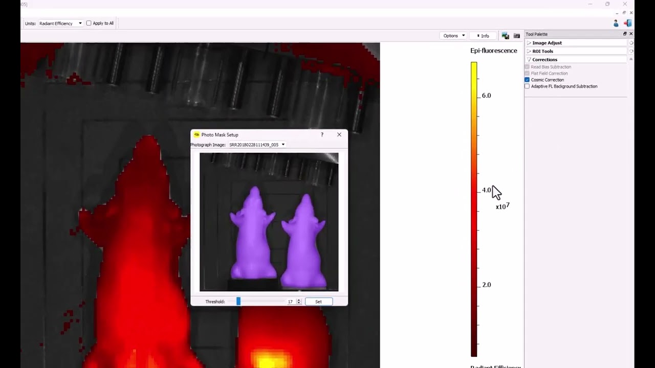 Living Image: 2D Epi FLI Analysis