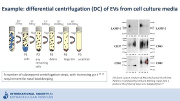 Ultracentrifugation to isolate extracellular vesicles