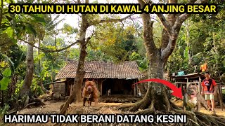 HIDUP BERSAMA 4 ANJING DI DALAM HUTAN SEORANG KAKE TINGGAL SENDIRI SELAMA 30 TAHUN