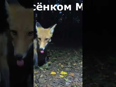 Драка диких лис Малыша и Шурика