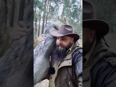 Нападение грачей на человека