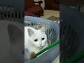 بسنت بتحضر الدرس بسنت بتحضر الدرس