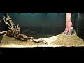 Aquarium Setup - Aquascape - Step by Step - Live Planted Fish Tank