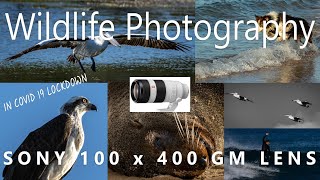 Wildlife and Action Photography with the Sony 100 x 400 GM Lens