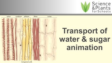 Transport in plant xylem & phloem (water & sugar) - animation 💧🍬