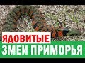 Ядовитые змеи Приморского края / Venomous snakes of Primorye