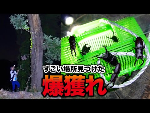 When I Went To Catch Stag Beetles I Found An Amazing Place