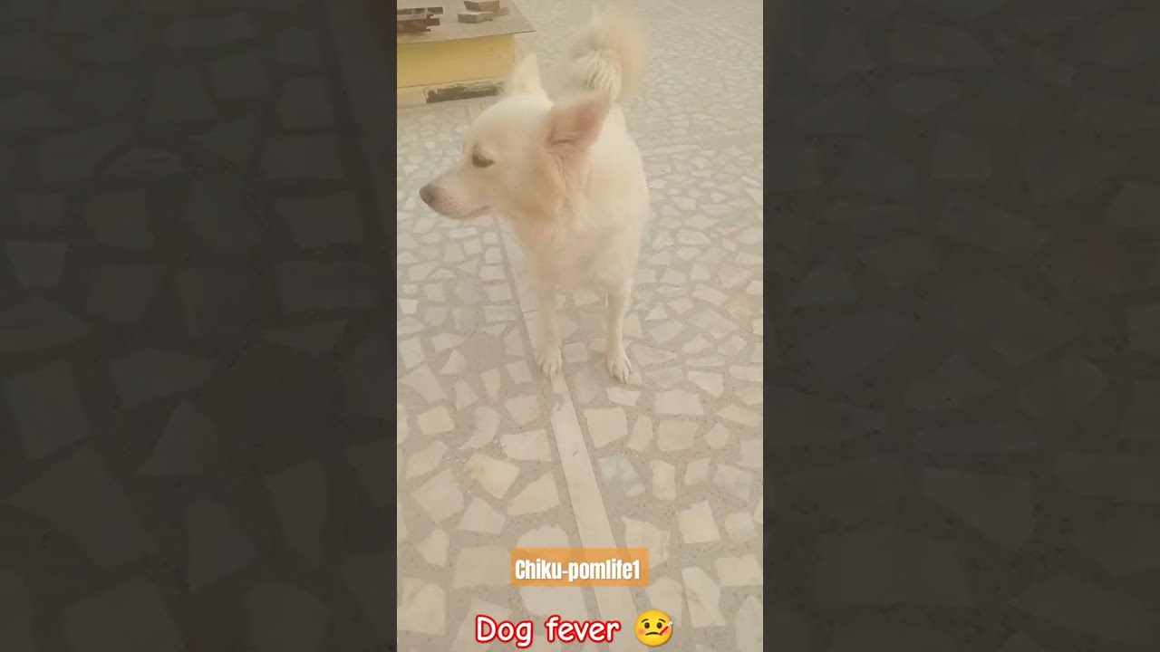How To Check Dog Fever Dog dog How To Check Dog Fever Dog dog