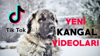Tiktok Yeni Kangal Videoları #Kangal #yeni #Tiktok #wolfkiller
