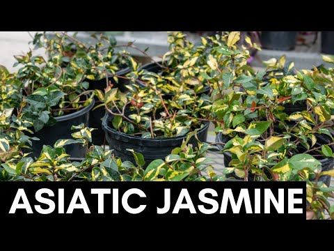 Asiatic Jasmine