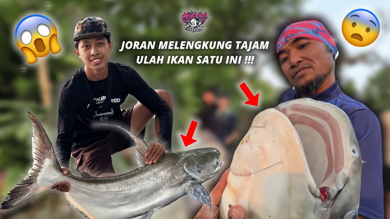 Joran dibuat Melengkung Tajam oleh Tarikan Ikan Satu Ini!!!