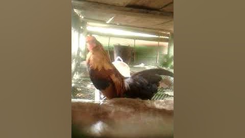 Kuv tug qaib qus heev kawg lawn nawb