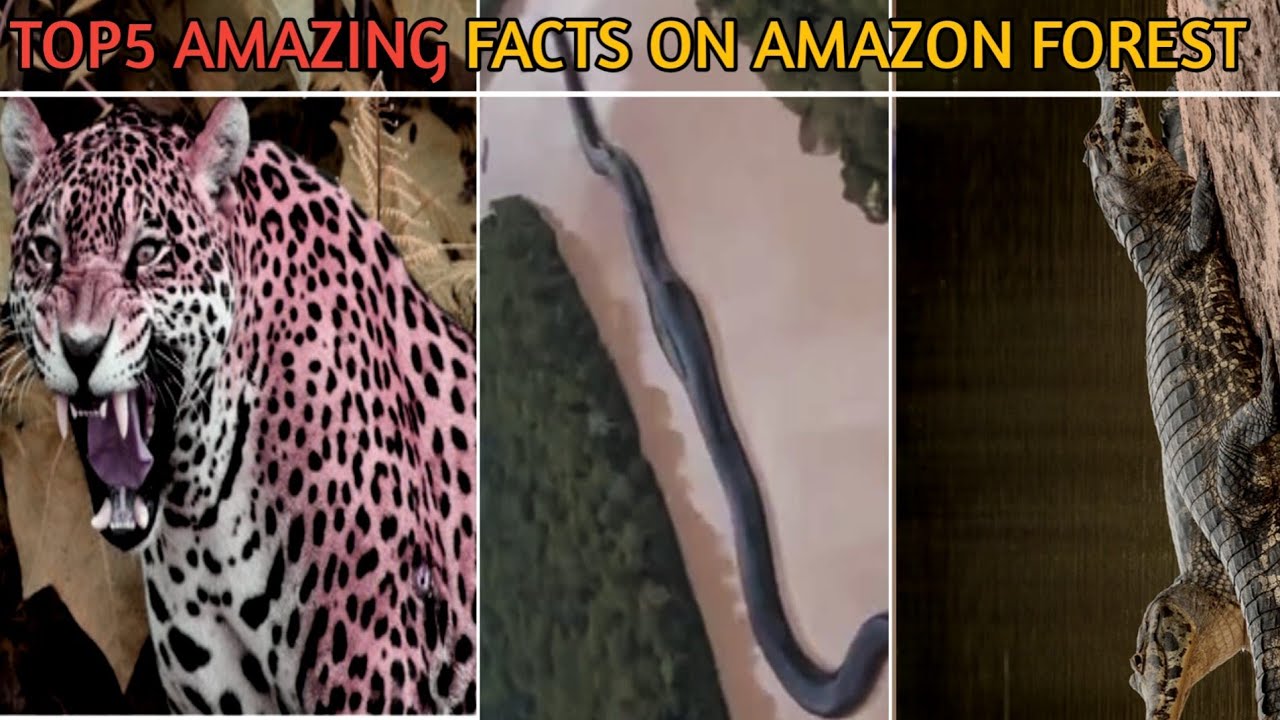 Top 5 amazing facts on Amazon forest 