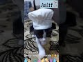 So cute kitten wear chef costume at 1 month old celebration🥳😻 | Chef costume idea for cat