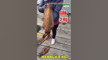 Câu mực ở Úc: Cảnh kéo mực lên bờ p3 Dính liên tục 2 con mực #jettyfishing #fishing #squidfishing