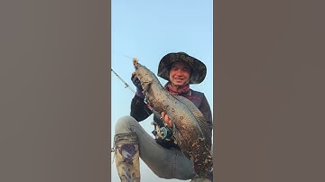 Câu cá lóc ở Hàn quốc 한국 에세 가물치 낚시