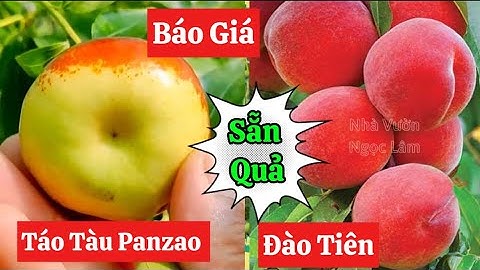 Báo Giá - Giới Thiệu Cây Táo Tàu Panzao , Đào Tiên Chịu Nhiệt Nhật Bản SẴN QUẢ ☎️0968.750.386