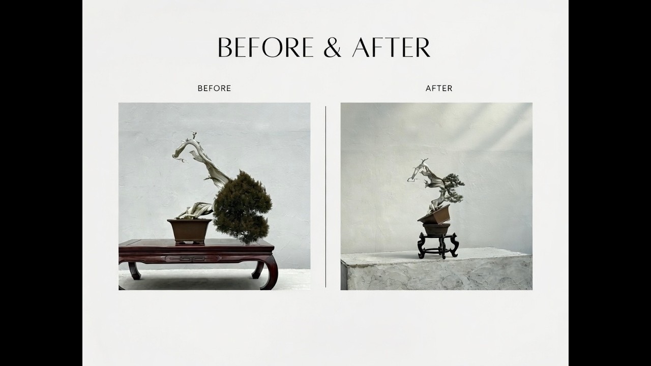 collaboration with Left coast bonsai No,2 styling juniper bonsai #bonsai #盆栽 #japantravel #art #zen