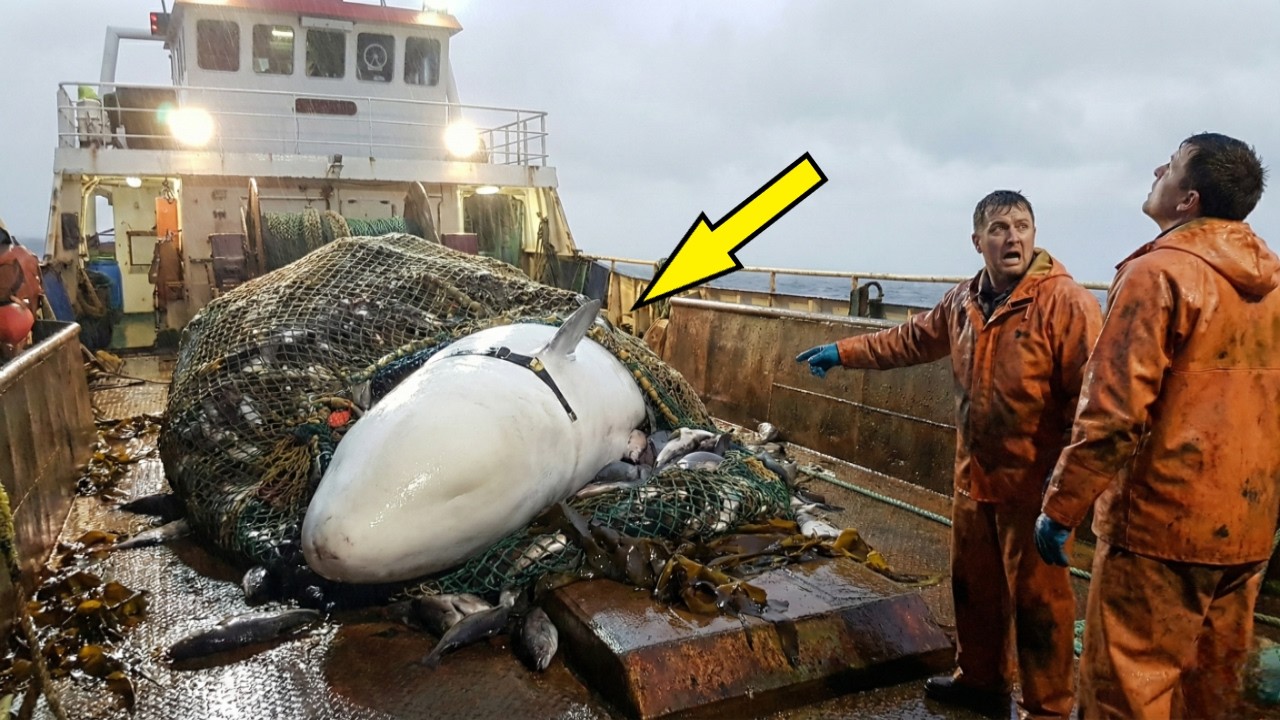 Моряки подняли сеть, но увидев КТО запутался в тросах, они вызвали спецназ!