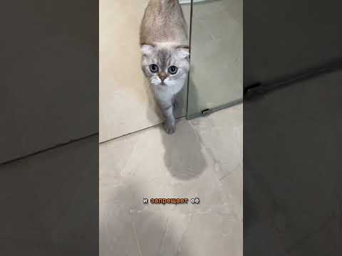 Новый дом Лелика