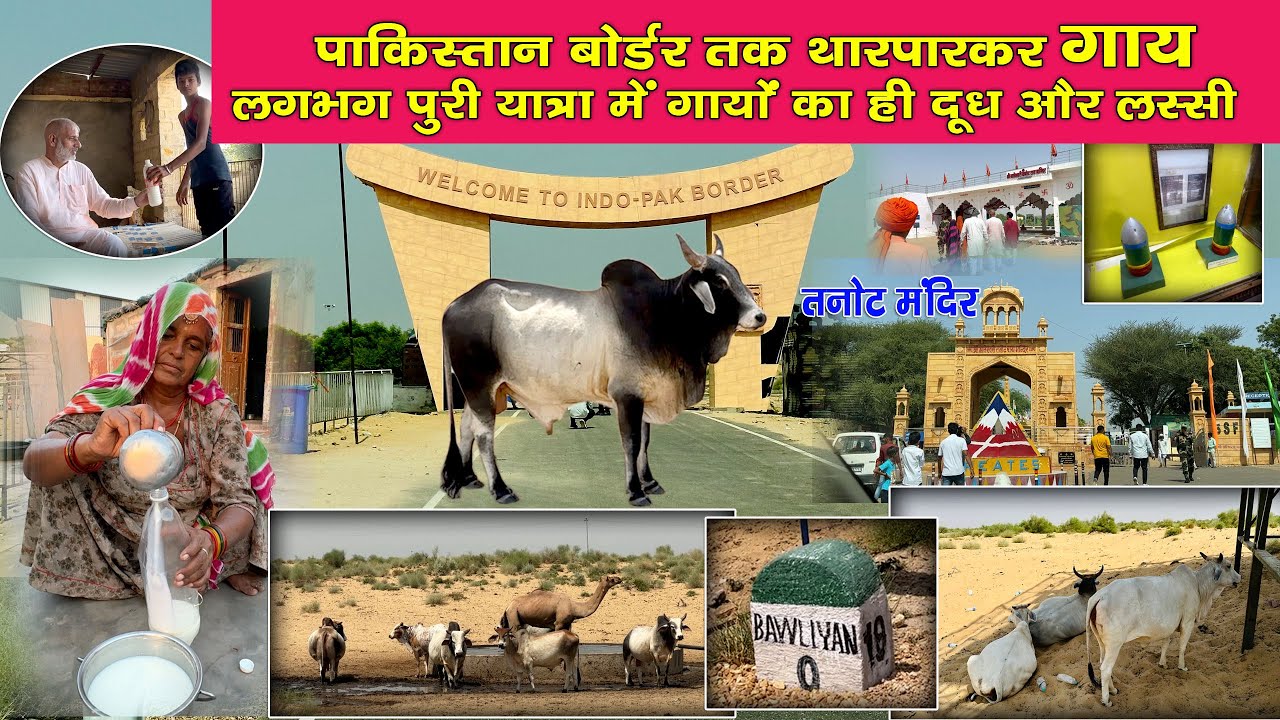 थार में थारपारकर की खोज । तनोट मंदिर और उससे आगे बोर्डर तक कैसे रहती हैं गाय रेगिस्तान में ।
