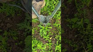 Growing and Harvesting Fresh Vegetables in My Garden #shorts #vlog #china