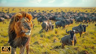 Our Planet | 4K African Wildlife  Great Migration from the Serengeti to the Maasai Mara, Kenya #54