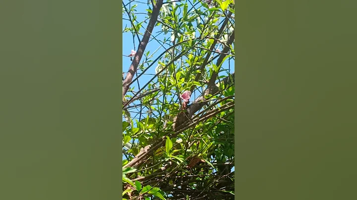 My Peach tree Blossoms  🌸🌸😱😱😍😍 | Peach flowers 🌸🌸#shorts #viral #shortvideo #ytshorts - DayDayNews