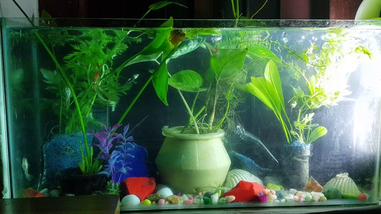 Mha planted, guppy indoor aquarium YouTube