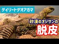 【トゲオアガマの脱皮】温浴で全身脱皮を手伝ってみた〜Uromastyx geyri shedding〜