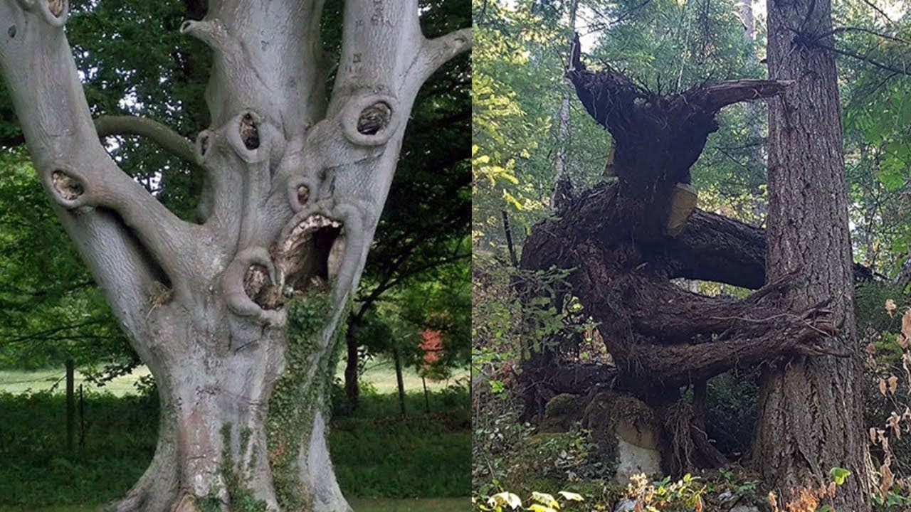 Дуб живое существо. Интересные деревья. Необычные деревья. Страшное дерево.