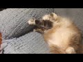 Сибирский кот Потап. Такого я ещё не видел
