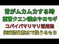 こんな時に重曹クエン酸水を飲む！よもぎ茶を飲む！コパイバマリマリと純米酒化粧水でもちもちうるうるでヤバすぎる！