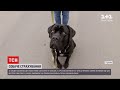 Новини України: що знають про страхування собак їхні власники